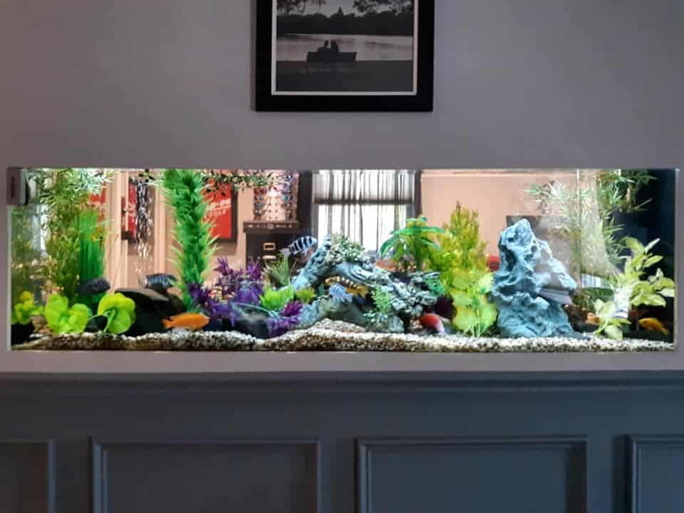 Do-It-Yourself vs. Professional Aquarium Maintenance - Aqua Custom Fish  Tanks