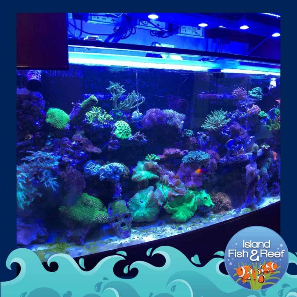 Artificial Coral Reefs – Custom Aquariums
